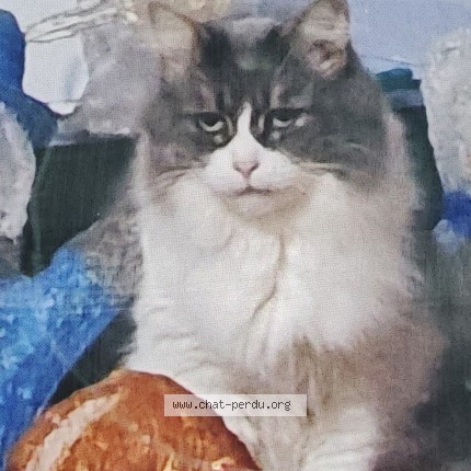 Foto de un gato reunido en Troyes