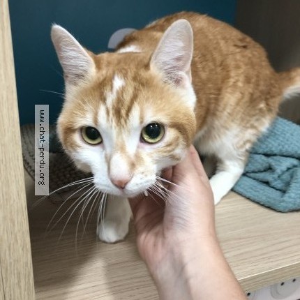 Foto de un gato reunido en Lyon 3
