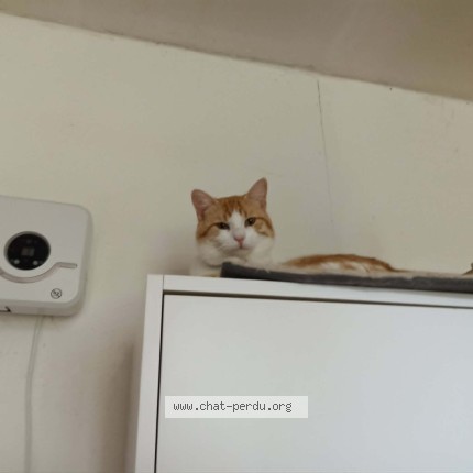 Foto de un gato reunido en Saint Germain De Salles