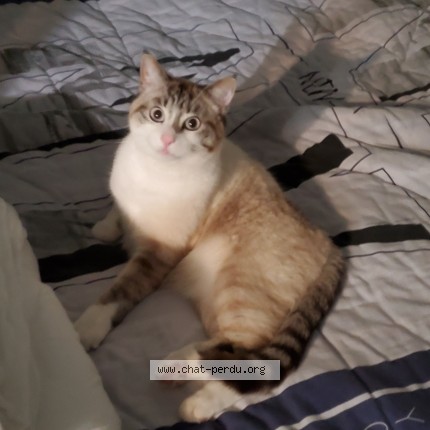 Foto de un gato reunido en Maze Milon Cornille Les Caves