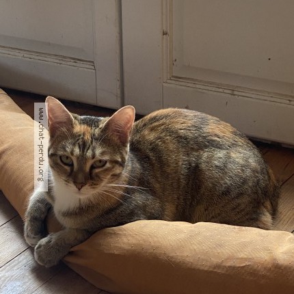 Foto de un gato reunido en Houilles