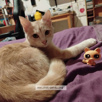 Foto de un gato reunido en Aurillac