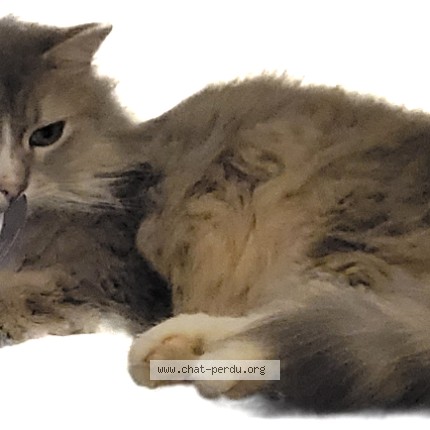 Foto de un gato reunido en Villard St Christophe