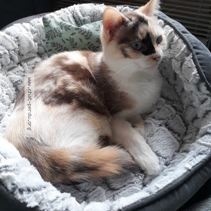Foto de un gato reunido en Libourne