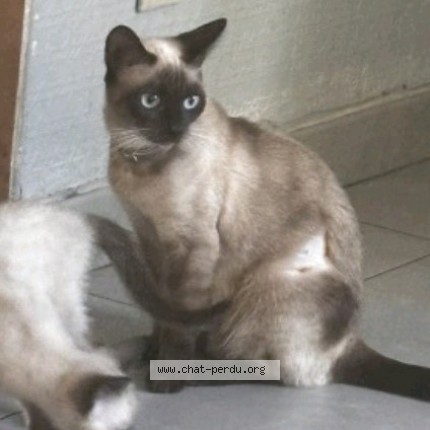 Foto de un gato reunido en La Ricamarie