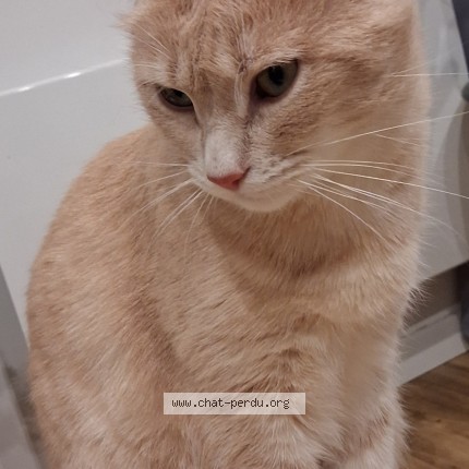 Foto de un gato reunido en Choisy Le Roi