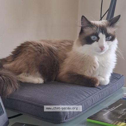 Foto de un gato reunido en Plouha
