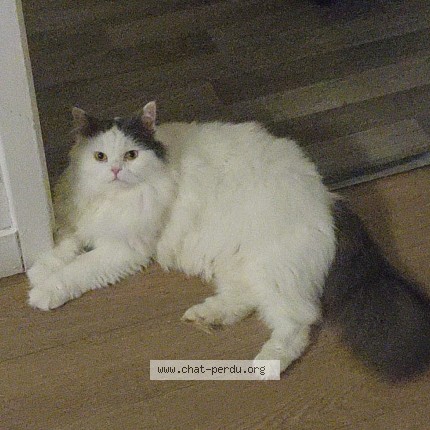 Foto de un gato reunido en Sens