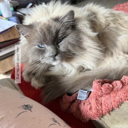 Foto de un gato reunido en Nantes