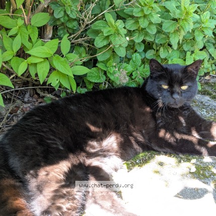 Foto de un gato reunido en Tarcenay