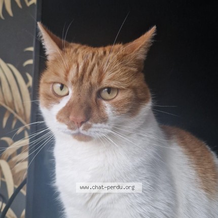 Foto de un gato reunido en Asnieres Sur Seine