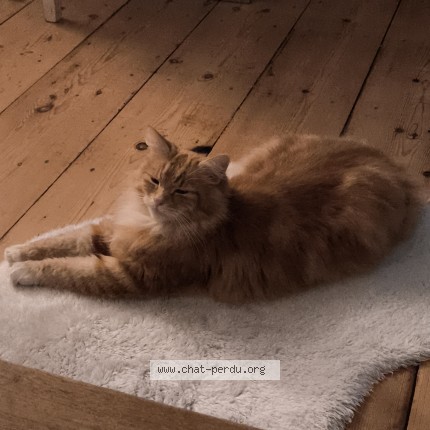Foto de un gato reunido en Lille