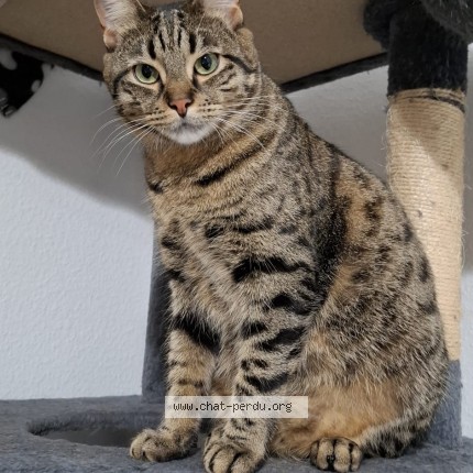 Foto de un gato reunido en Strasbourg