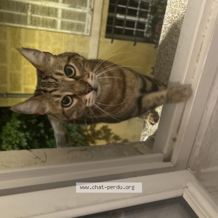 Foto de un gato reunido en Aix En Provence