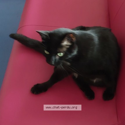 Foto de un gato reunido en Paris
