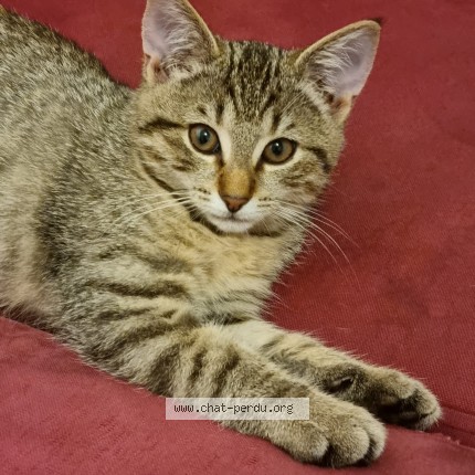 Foto de un gato reunido en Lausanne 26