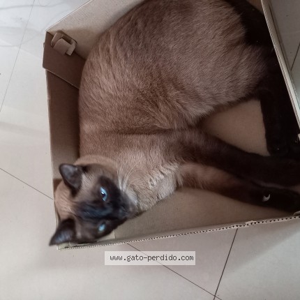 Foto 1/1 Negrita Gato perdido en Santo Domingo