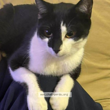 Foto de un gato reunido en Douarnenez