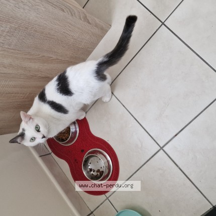 Foto de un gato reunido en Sainte Luce Sur Loire