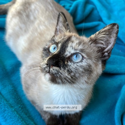 Foto de un gato reunido en Ancenis Saint Gereon