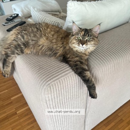 Foto de un gato reunido en Neuchatel