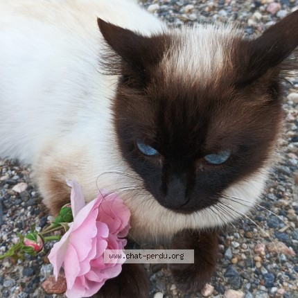 Foto de un gato reunido en Mirande
