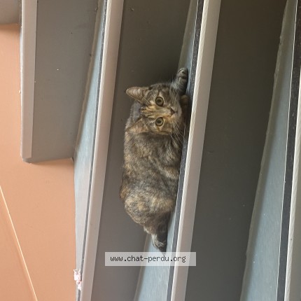 Foto de un gato reunido en Poitiers