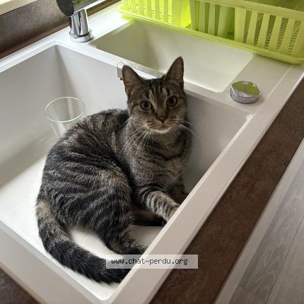 Foto de un gato reunido en Soumagne