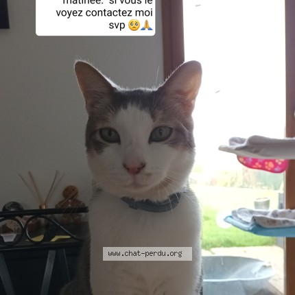 Foto de un gato reunido en Bavincourt