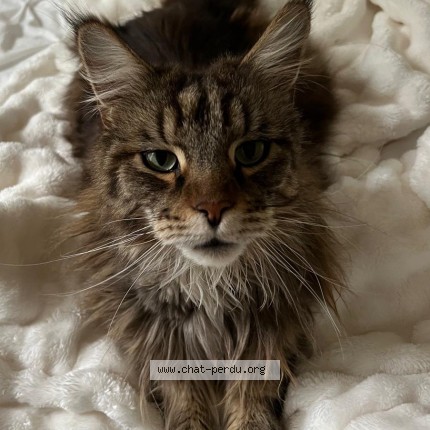 Foto de un gato reunido en Delemont