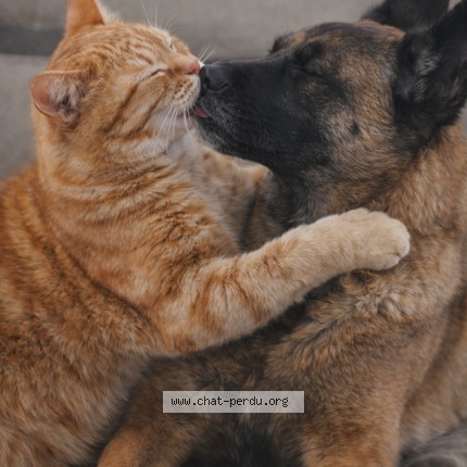 Foto de un gato reunido en 16600 Mornac