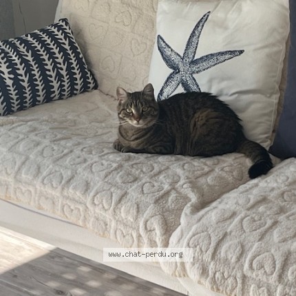 Foto de un gato reunido en Coubert