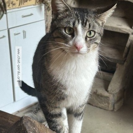 Foto de un gato reunido en Ozenay