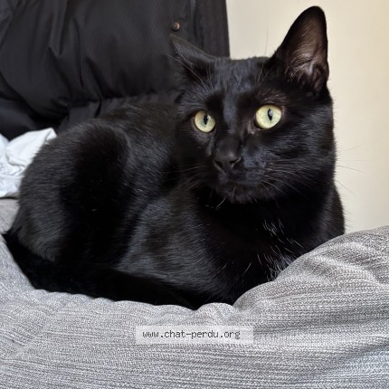 Foto de un gato reunido en Maison Alfort