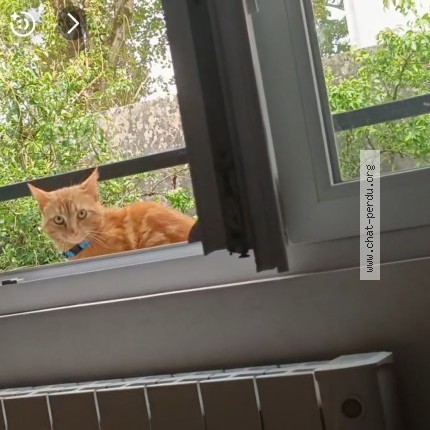 Foto de un gato reunido en Brest