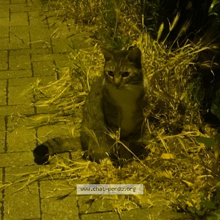 Foto de un gato reunido en Lille