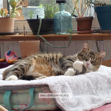 Foto de un gato reunido en Juvisy Sur Orge