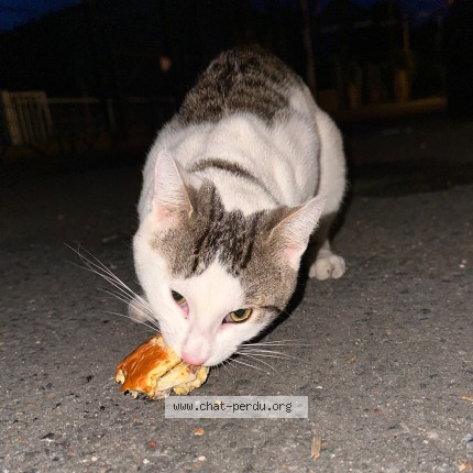 Foto de un gato reunido en Houilles