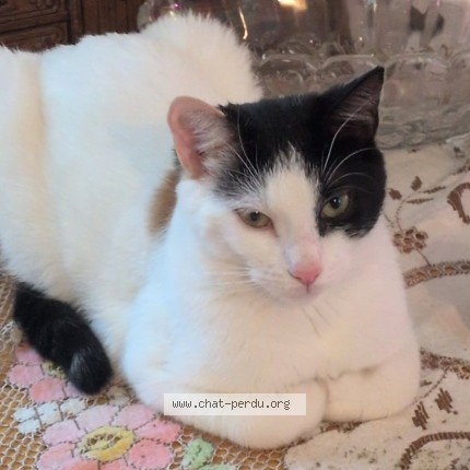 Foto de un gato reunido en L Ancienne Lorette