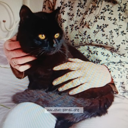 Foto de un gato reunido en La Chaussee Saint Victor