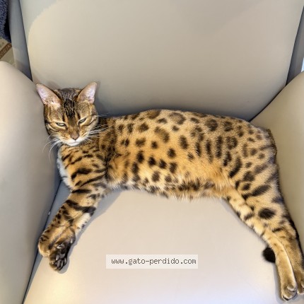 Foto 2/3 Baozi Gato perdido en Asuncion