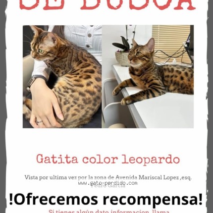 Foto 3/3 Baozi Gato perdido en Asuncion