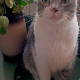 Percy