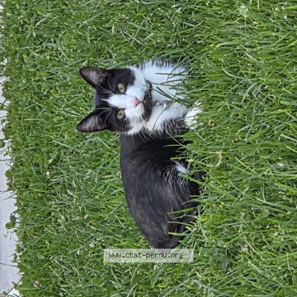 Foto de un gato reunido en Maxent