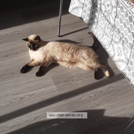 Foto de un gato reunido en Les Touches