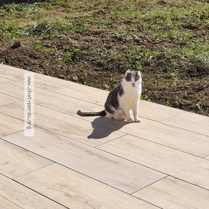 Foto de un gato reunido en Maizery