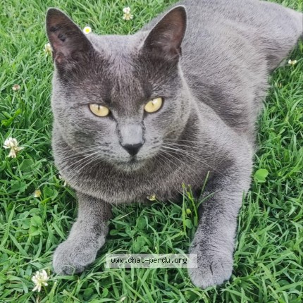 Foto de un gato reunido en Herouville En Vexin