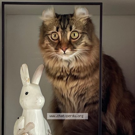 Foto de un gato reunido en Les Lilas