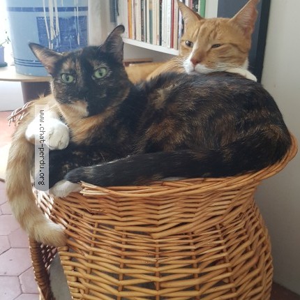 Foto de un gato reunido en Sisteron