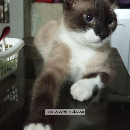Foto del gato perdido en Valencia